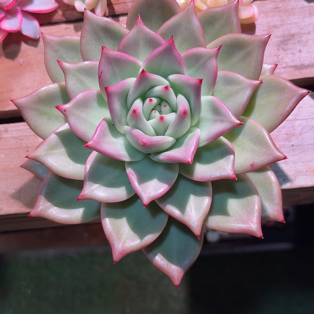 东云多肉多肉多肉