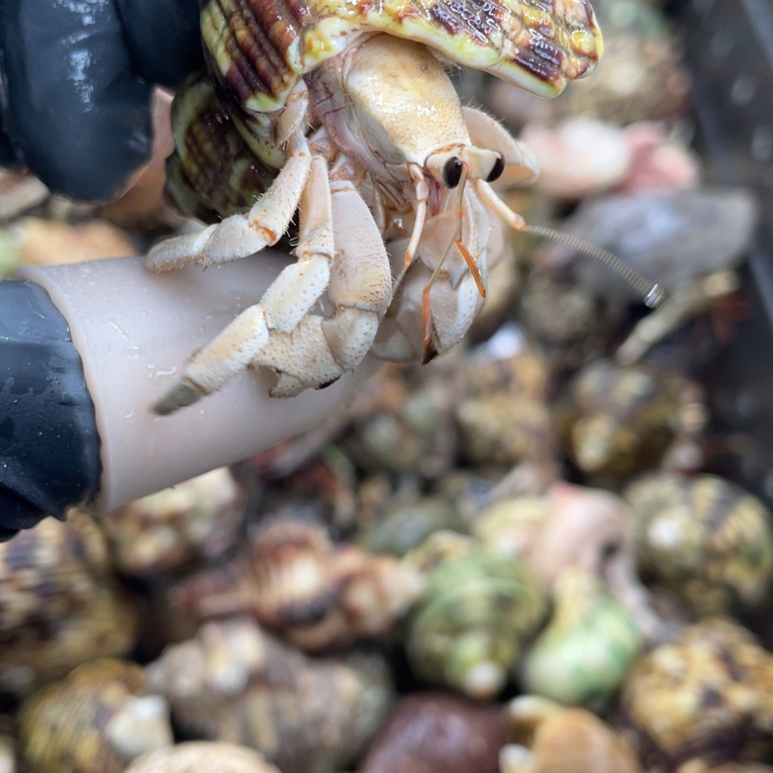 不退不换活体宠物72