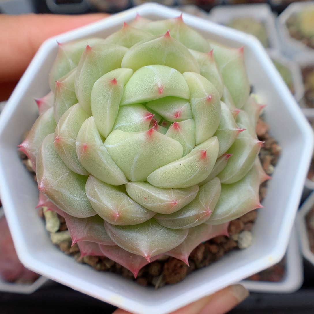 多肉植物。 糖心8