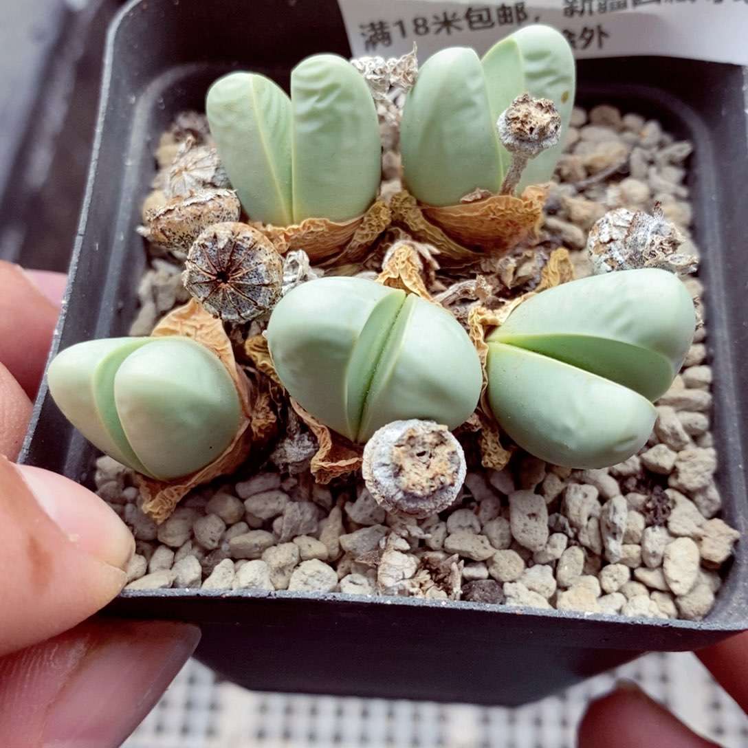 我的小姐姐们都是519