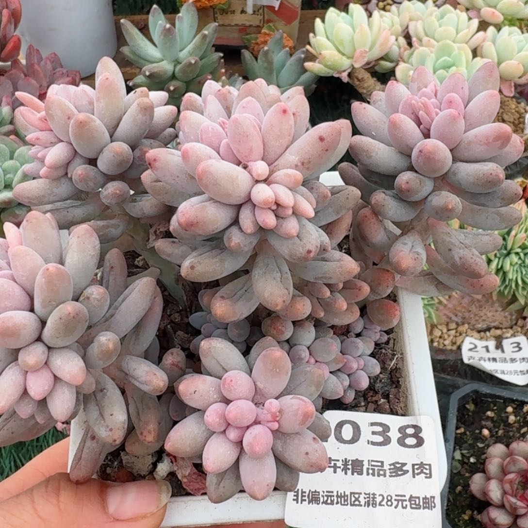2038一物一拍（满28包邮）
