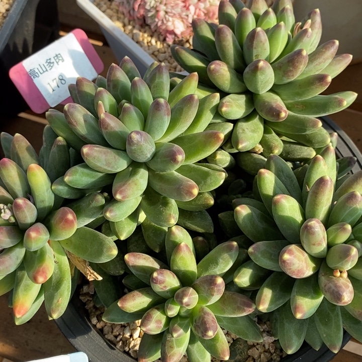 D178- 直播福利 千代田