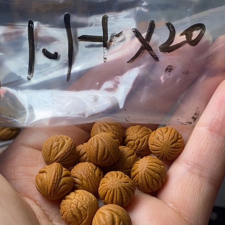 手串文玩核桃秦岭野生龙纹桃核11