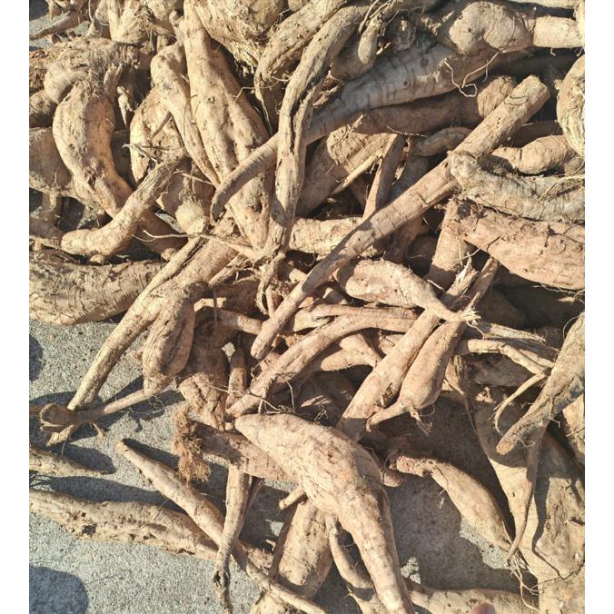 深山野生柴葛根可煲汤煮水