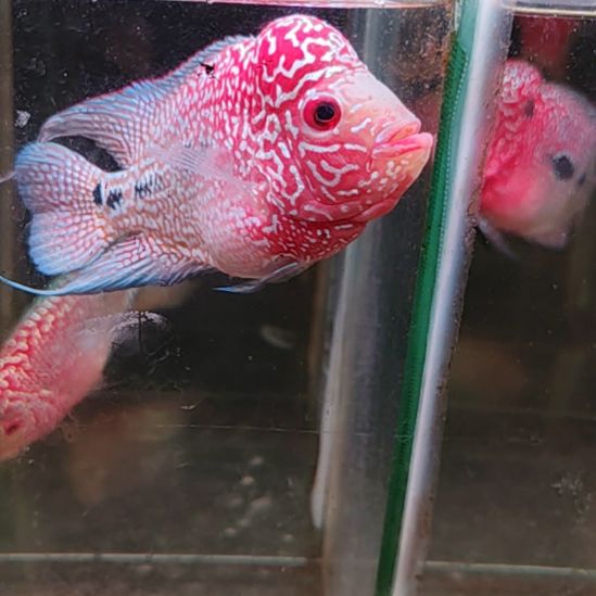 罗汉鱼22222222222