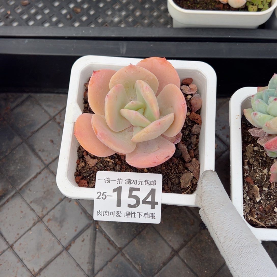 白凤多肉多肉多肉多