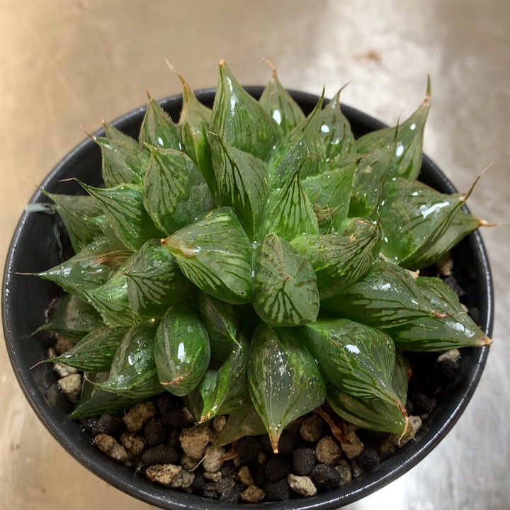 三仙寿一物一拍带盆