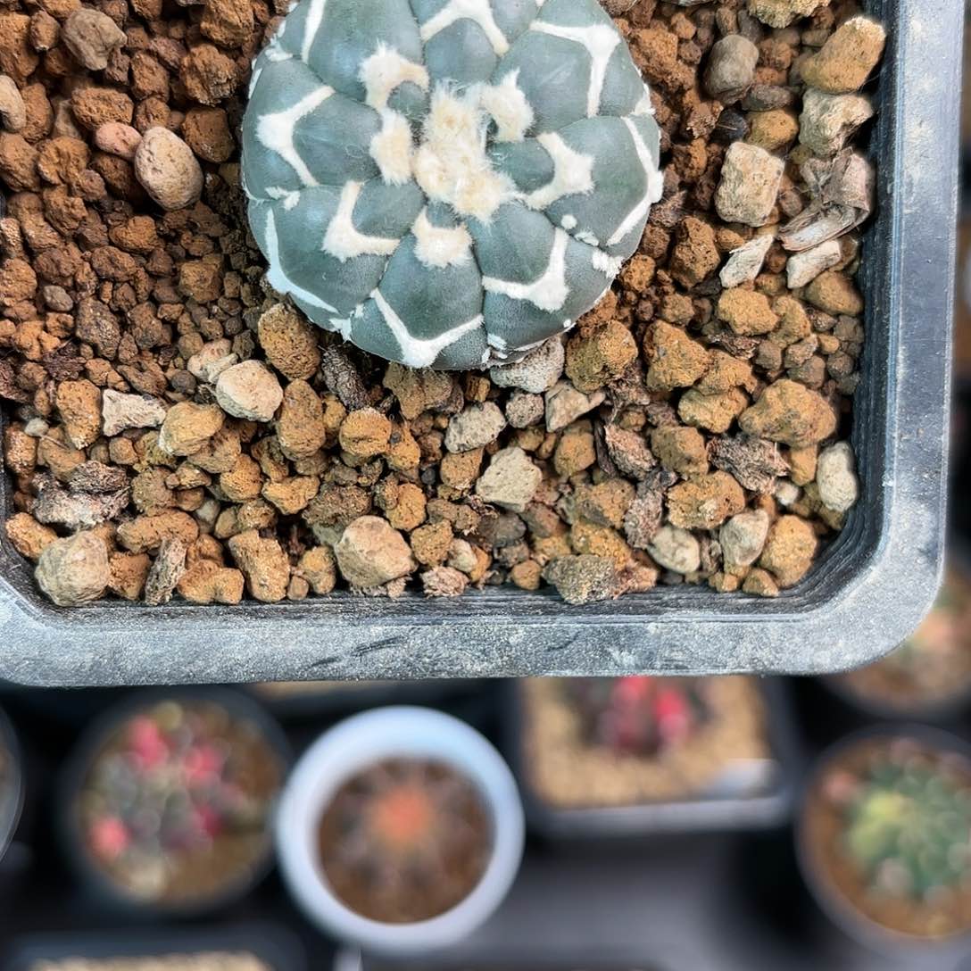 泰系实生兜仙人球30号