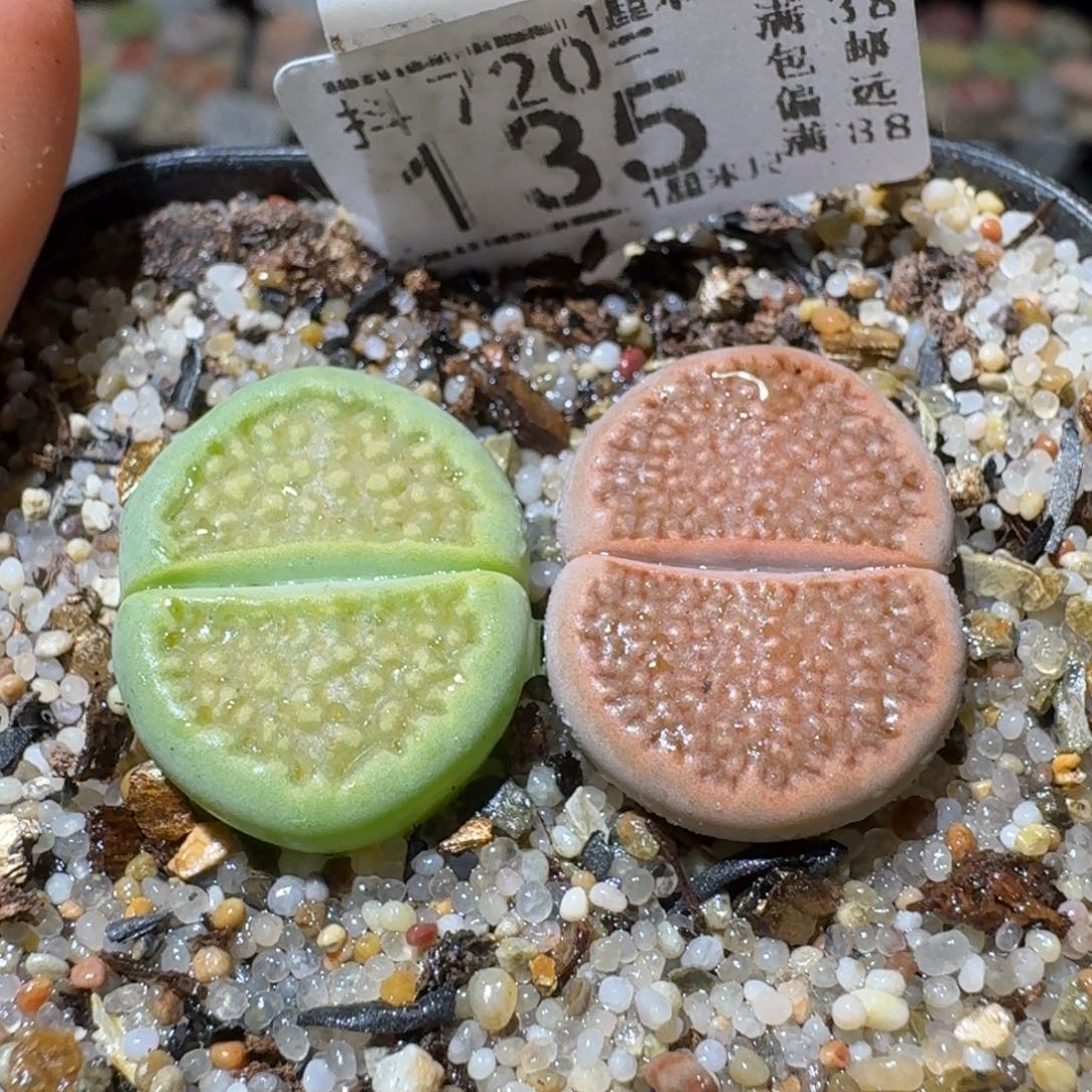 Sss清清清货了135