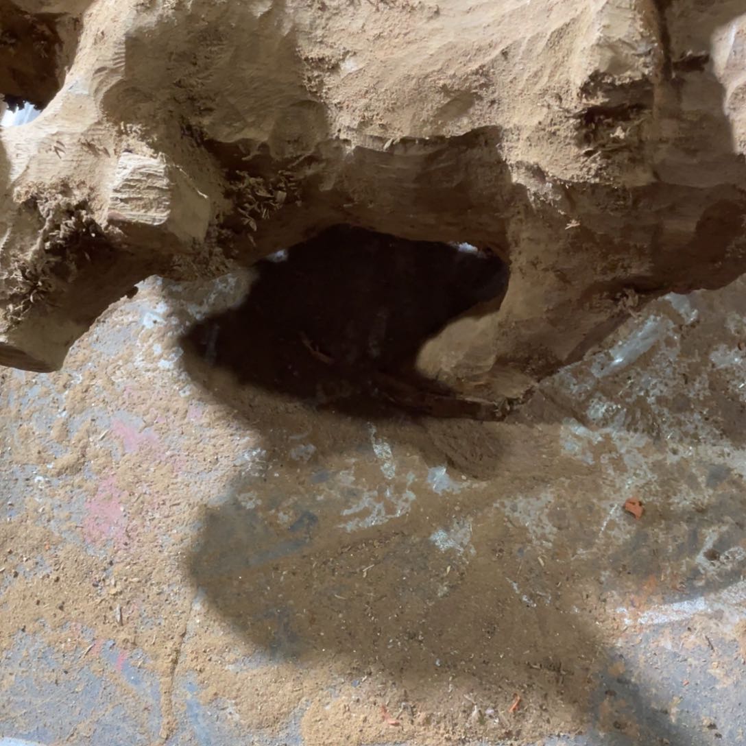 风车木（黑檀木）孙*军12345