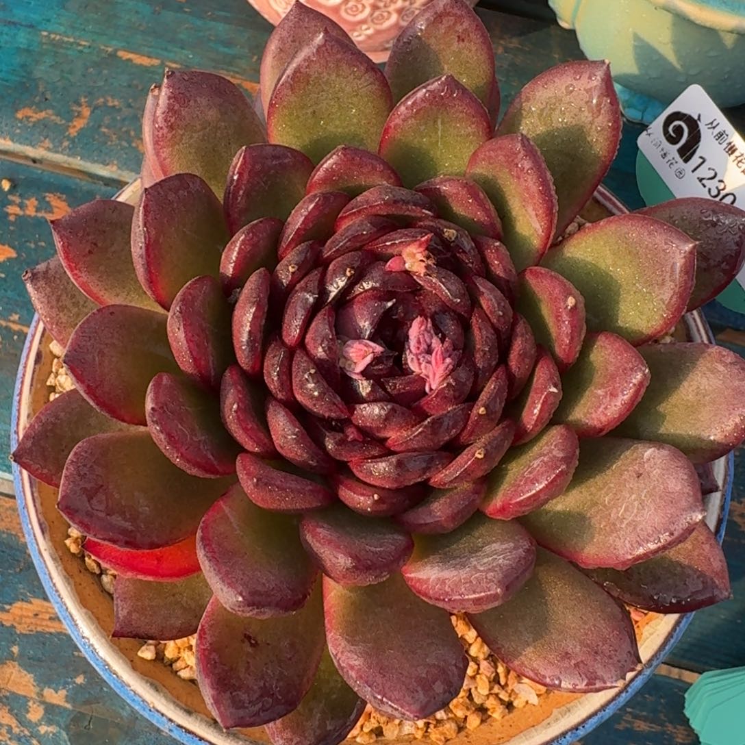 从前慢多肉精选编号1230.54