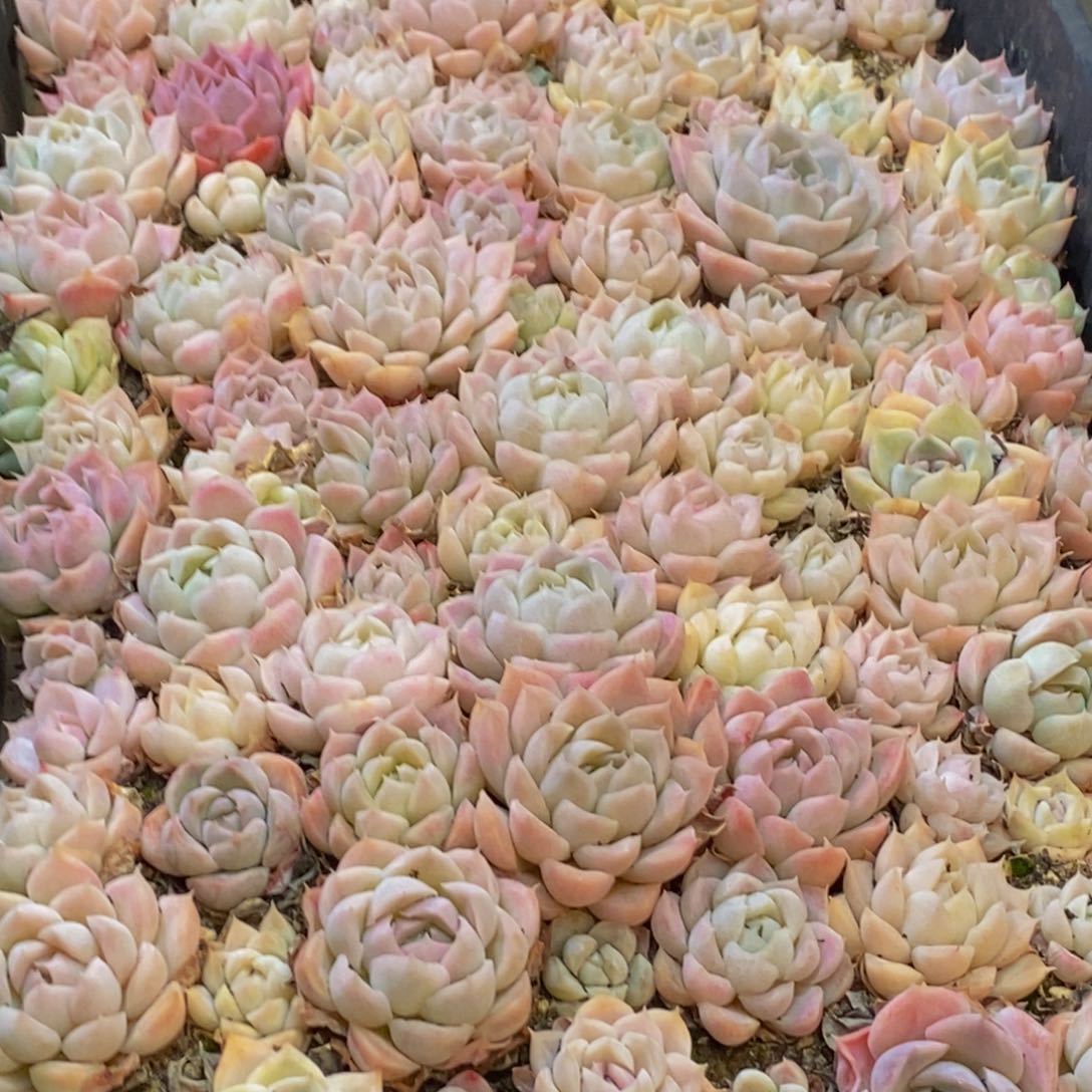 h****h612多肉植物保护研究所所长助理研究员