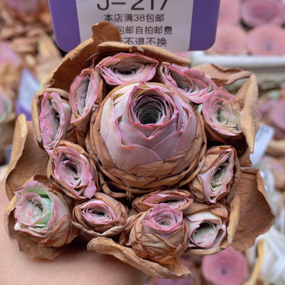 山地玫瑰J217断枝不包损不售后