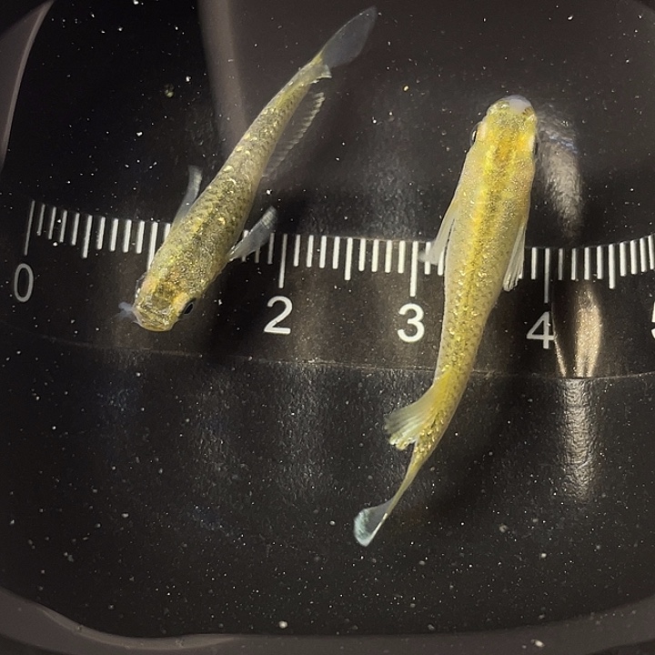 青鳉鱼奶酪一对，015号，满15包邮，可叠单