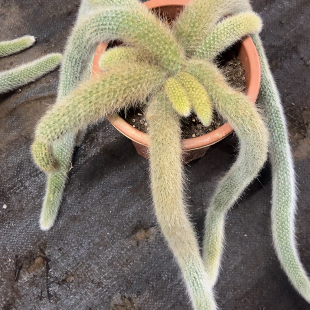 九尾狐脱土发货    