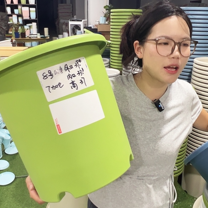 特价8号四季口39高37果绿5只无托