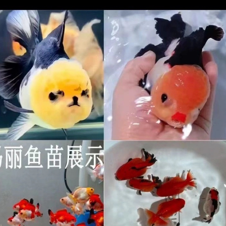 三色玛丽泰狮精品金鱼活鱼黑白百褶进口f1观赏鱼苗冷淡水好养耐活