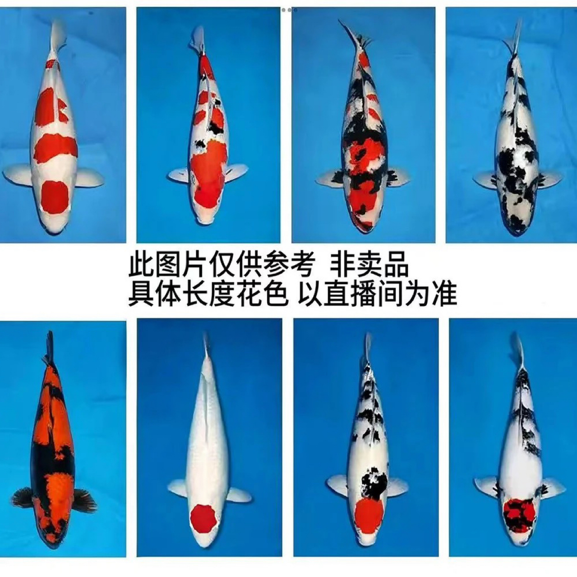 纯种锦鲤冷水淡水观赏锦鲤鱼