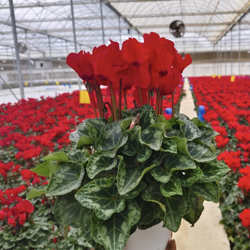 【150#中国红】经典必入款！大盆F1仙客来好看好养四季开花耐寒