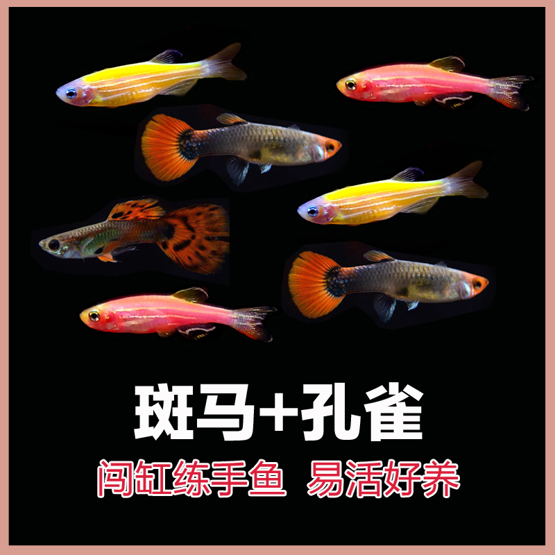 【斑马+孔雀】热带淡水鱼红黄斑马杂袍红尾孔雀鱼小型观赏鱼好养