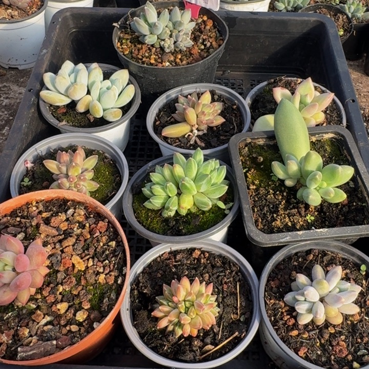 2627多肉植物一物一拍