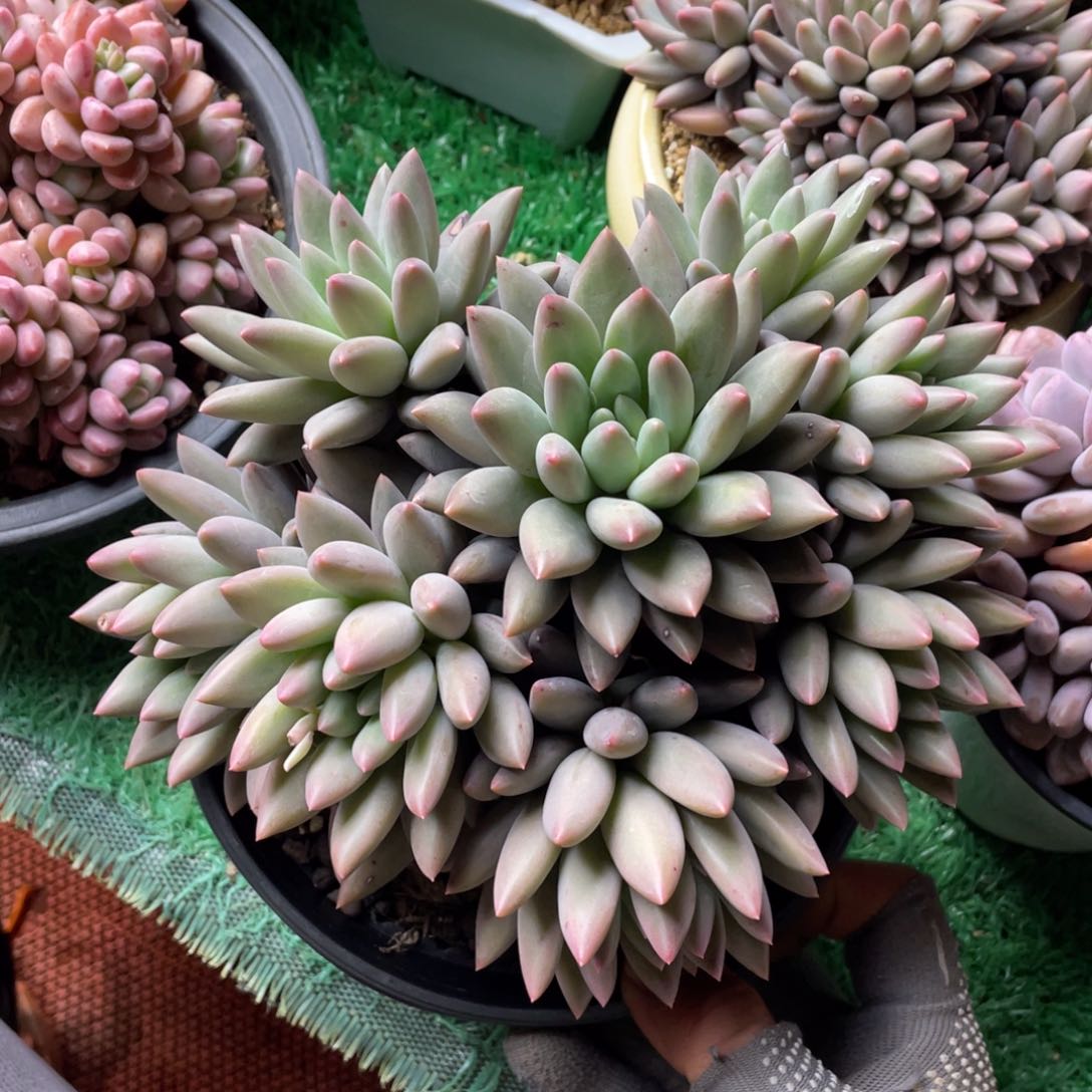 8头红蜻蜓多肉11
