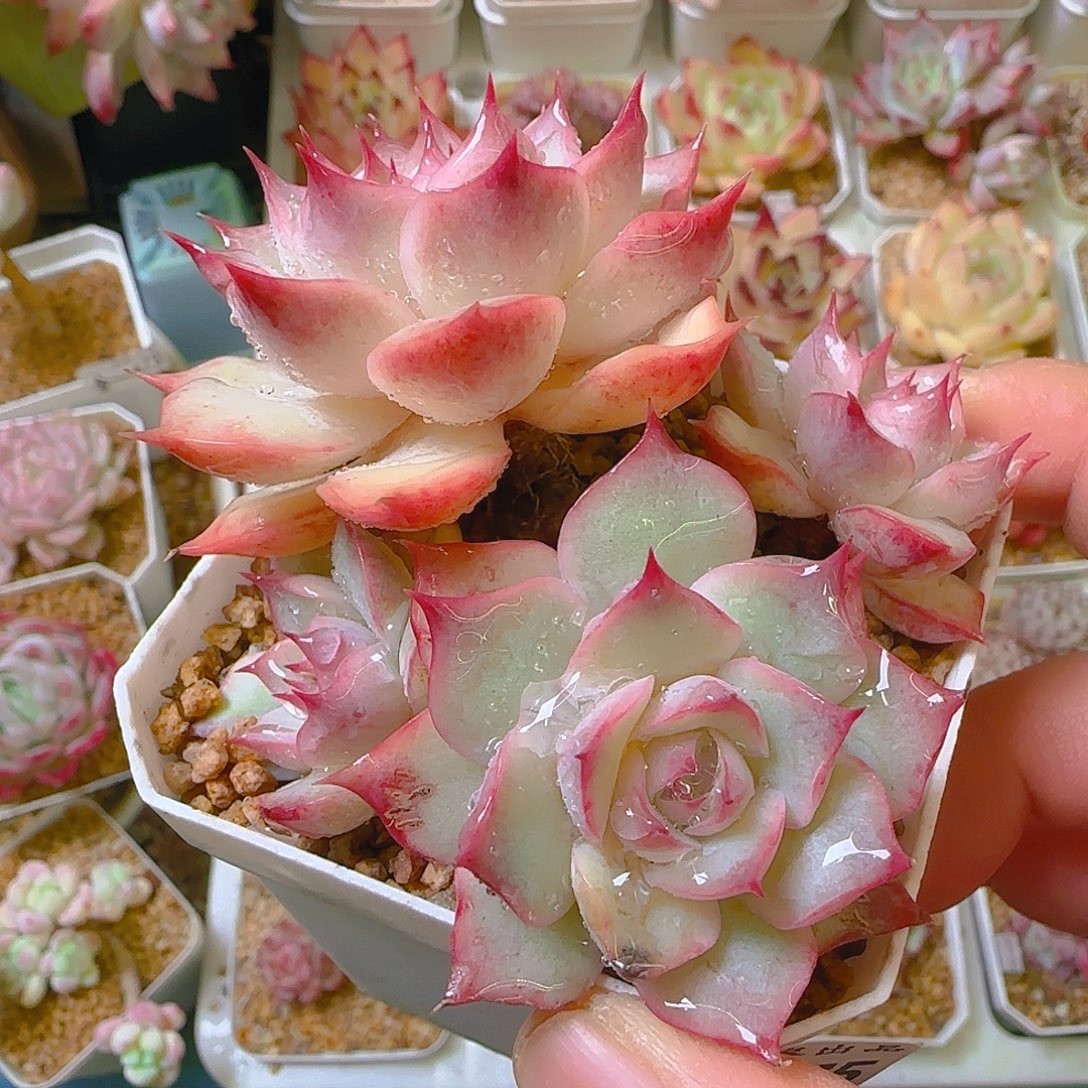 荷爪，475，仙农出品多肉