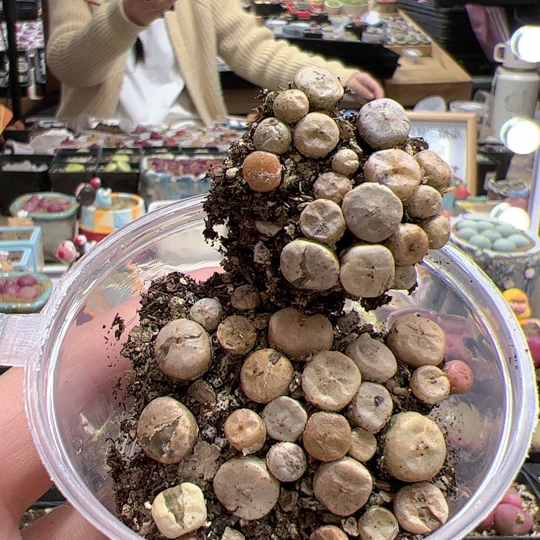 【闪购商品】190 烧麦