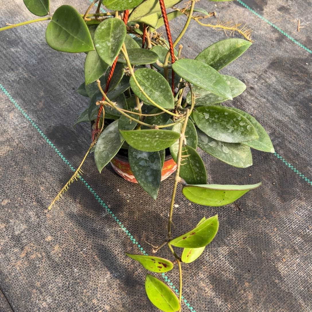 桂***腐无花朵羊脂玉球兰