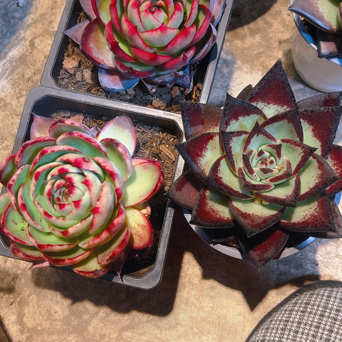 不***️惊红乌木多肉3467890098654