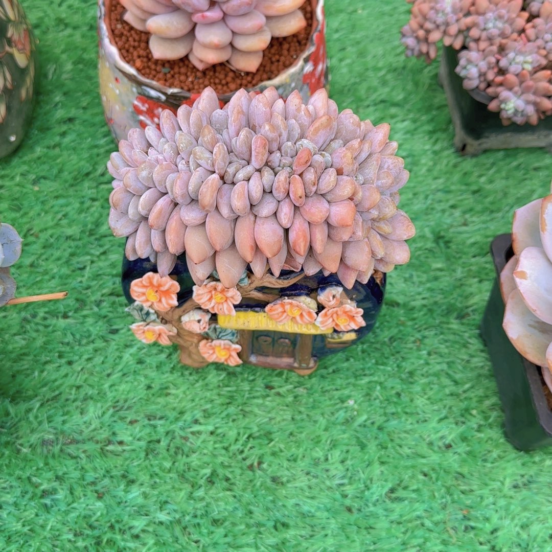 粉兔缀化多肉植物 0000