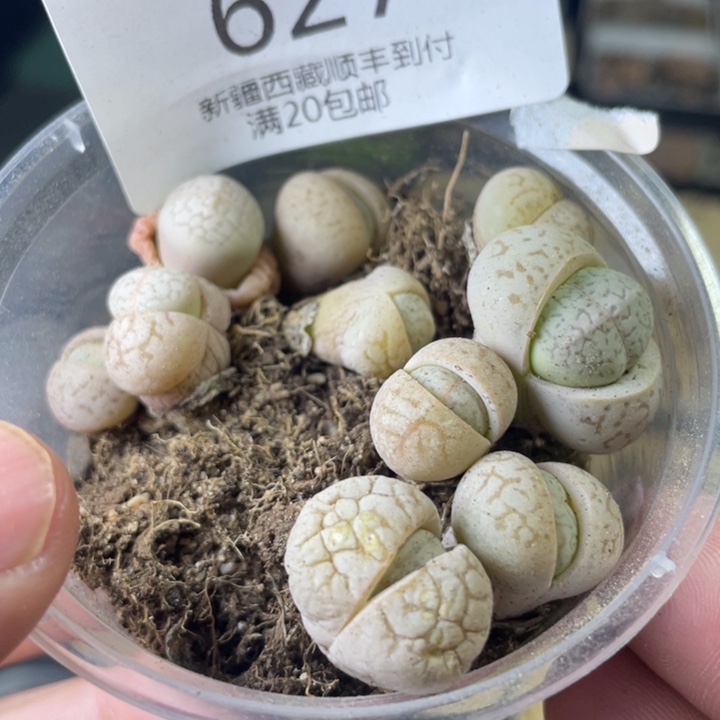 佳人园艺上福利啦大白627