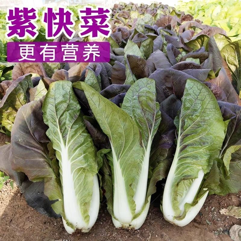 【正宗奶油紫快菜】四季阳台盆栽白菜紫叶菜懒人当季速生蔬菜种子