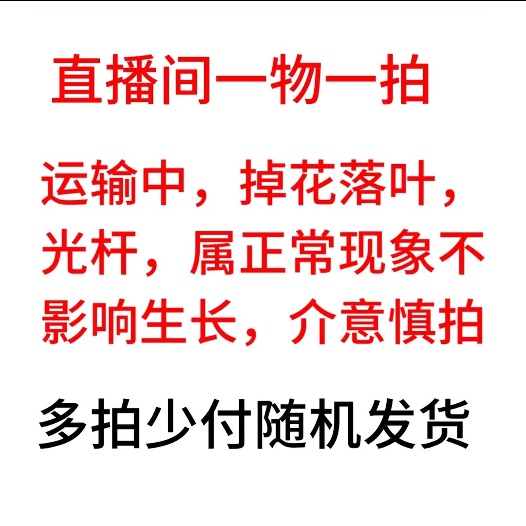 精品三角梅一物一拍(掉花掉叶不售后介意勿拍)