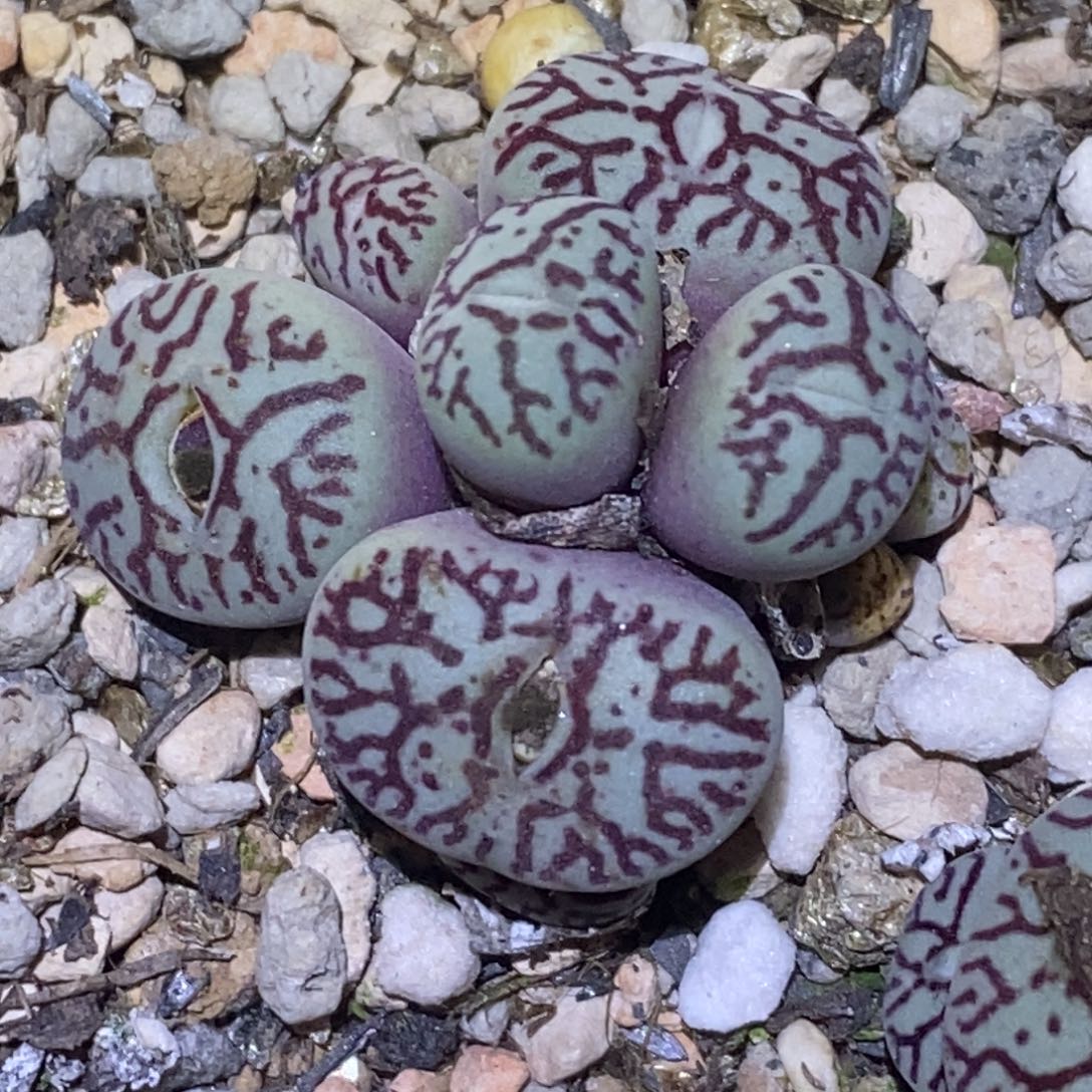 精品多肉植物墨小锥