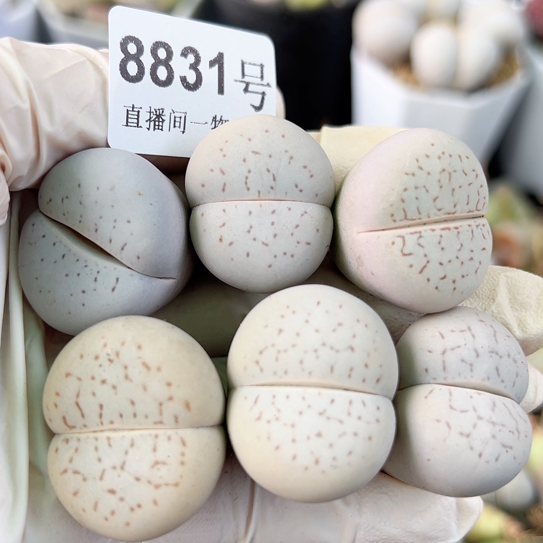 8831四年大白6个2.5cm+