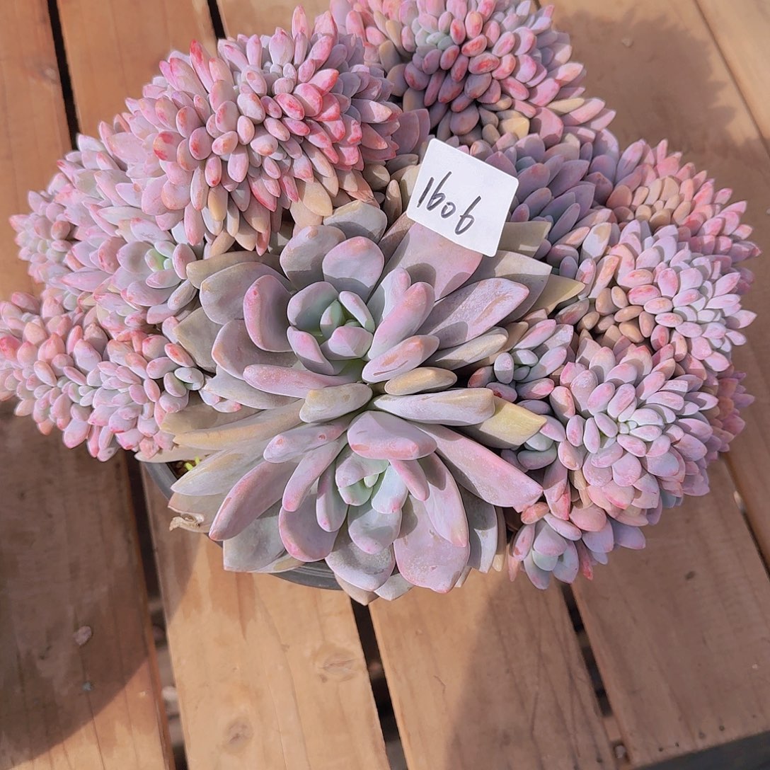 朵***朵1606粉兔缀多肉植物