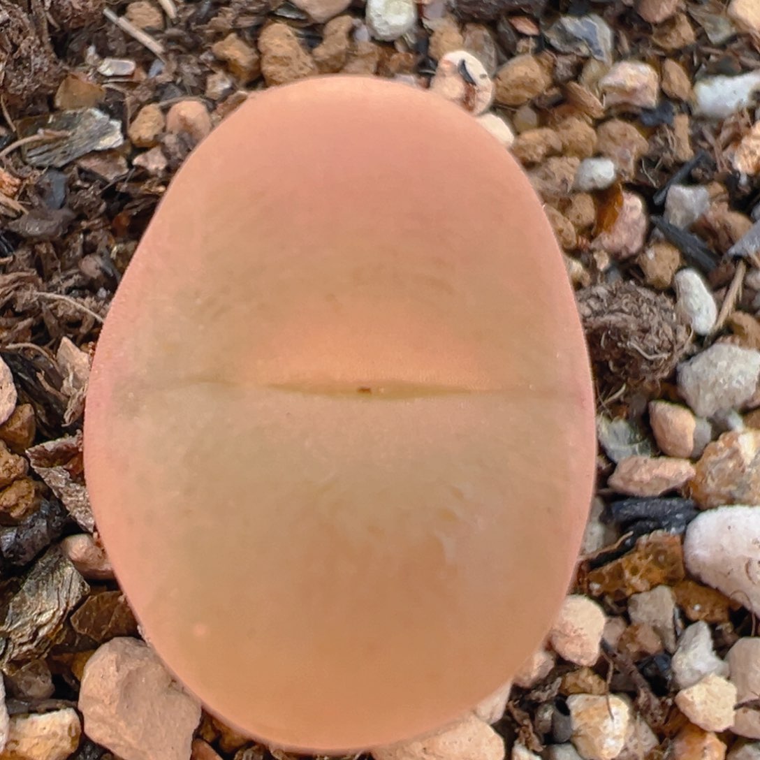 169多肉植物百科知识