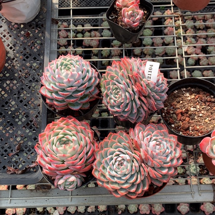 121104四个孤星嗯嗯嗯嗯嗯好