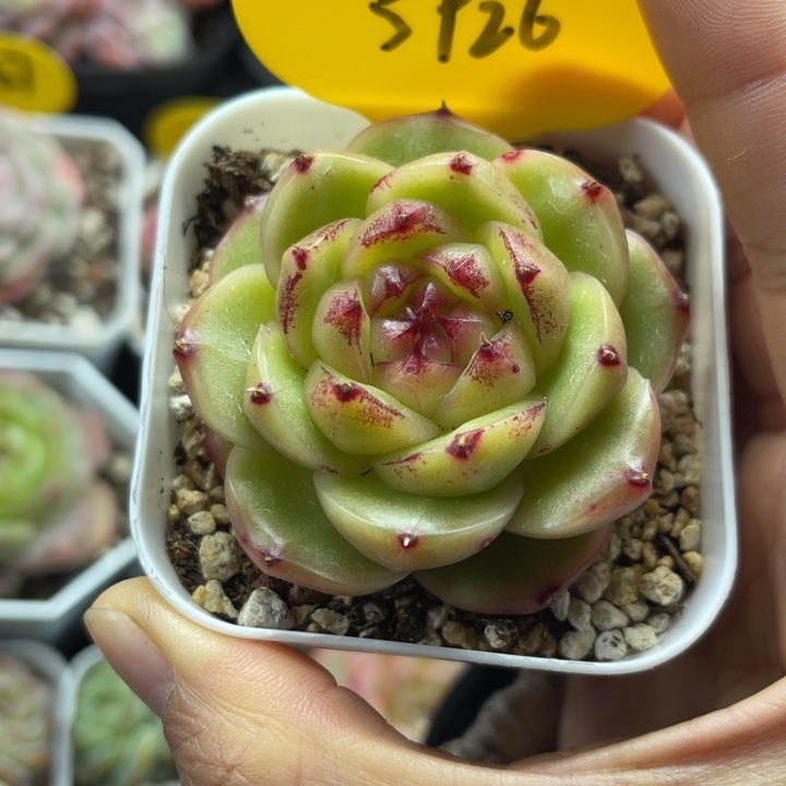 玉蕊珍妮单头5926