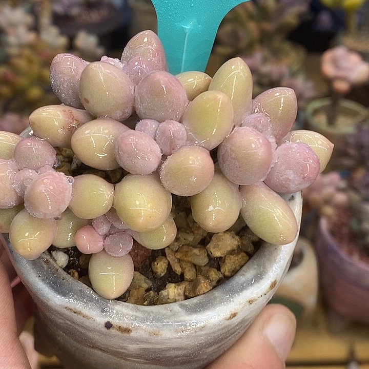 米汤奶251号的啊啊啊多肉啊啊