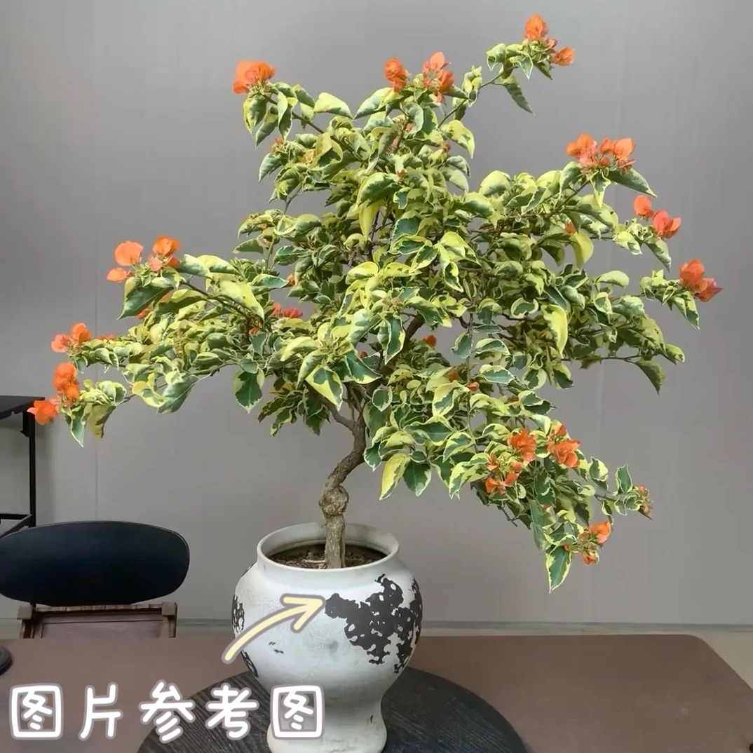 三角梅，金边橙冰，图片仅供参考实物为准