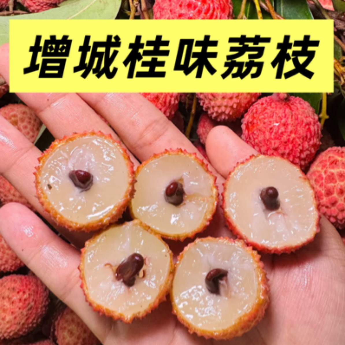 【五斤】增城桂味荔枝老树荔枝广东荔枝新鲜采摘荔枝冷链发货