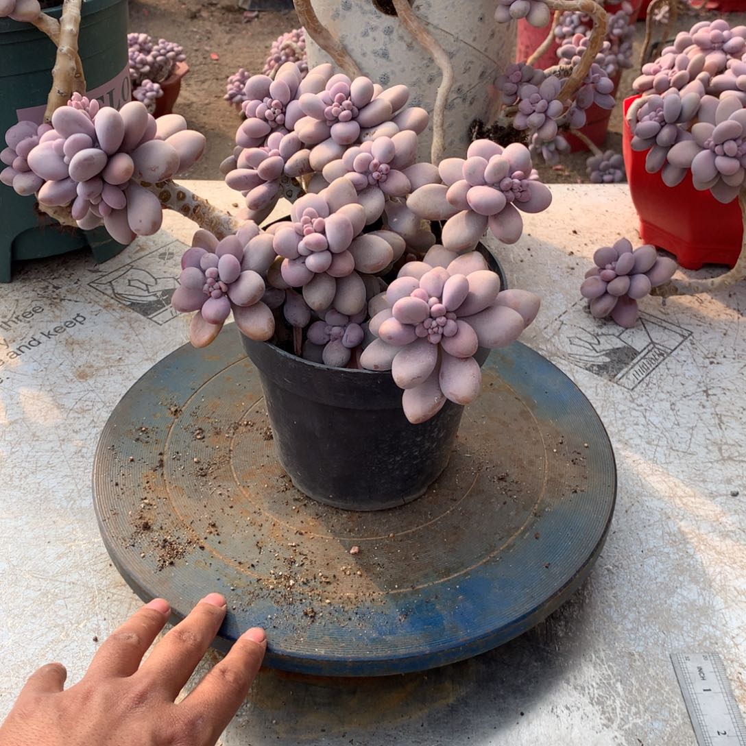 5一物一拍桃蛋老桩