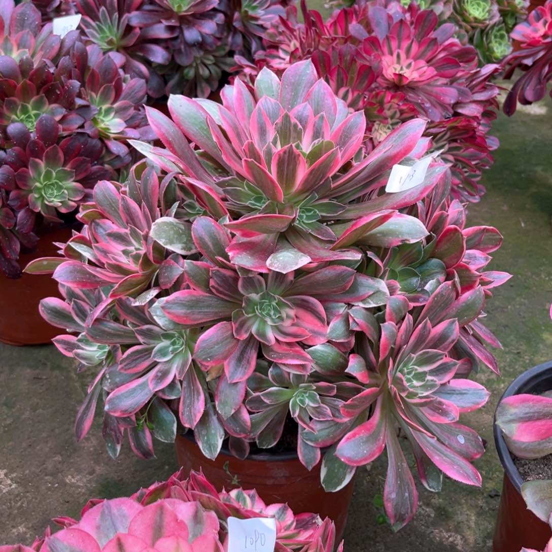 多肉植物浣纱1103