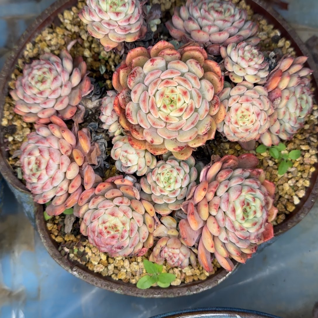 多肉植物多肉植物