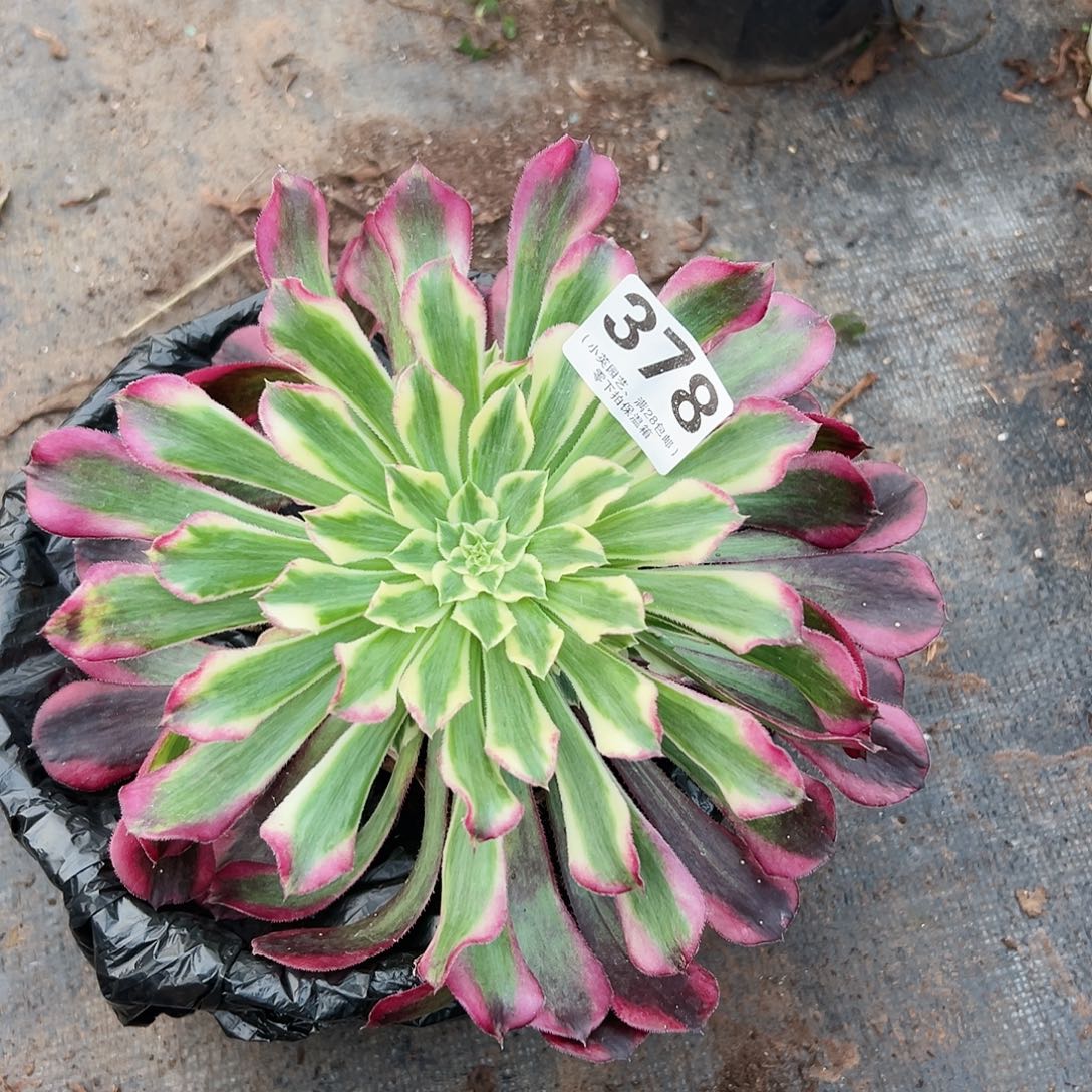 378多肉植物、天合小群