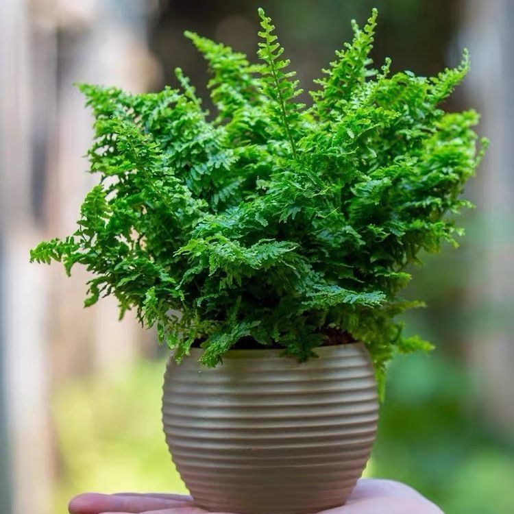 棉花糖蕨蕾丝蕨盆栽玛丽莎蕨肾蕨铁线蕨网红造景植物ins奶油风