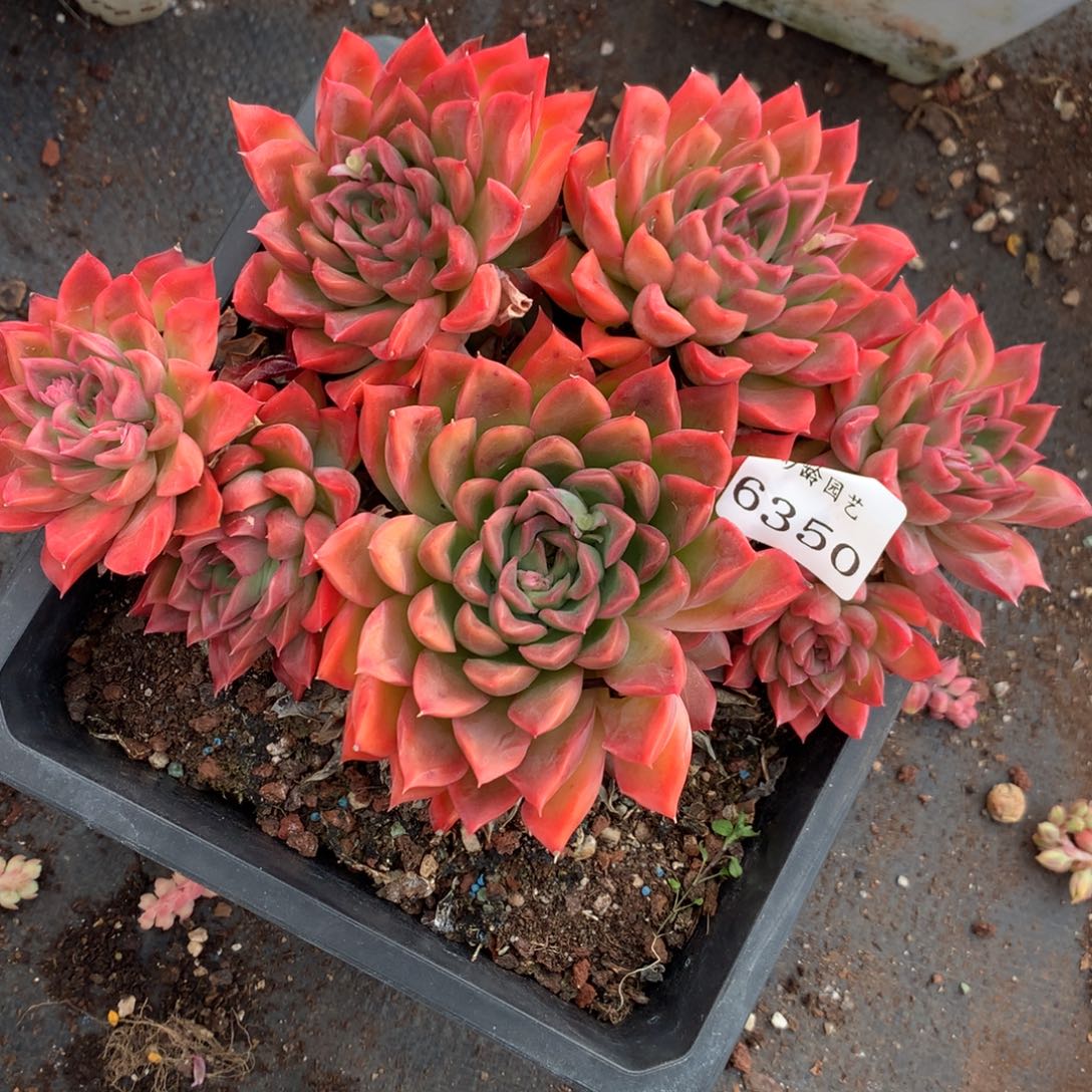 6350杂交多肉老桩
