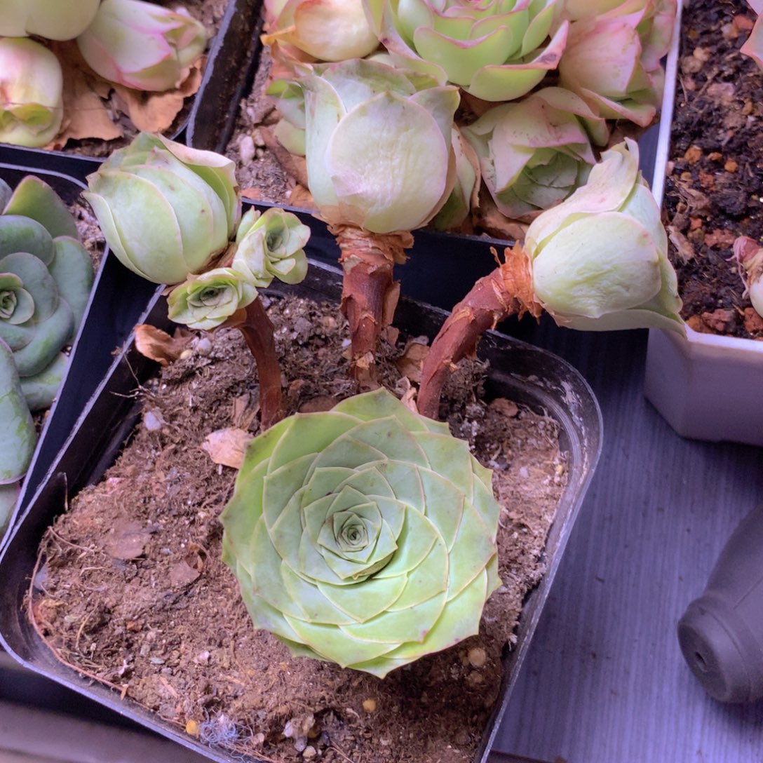 一物一拍老庄福利169